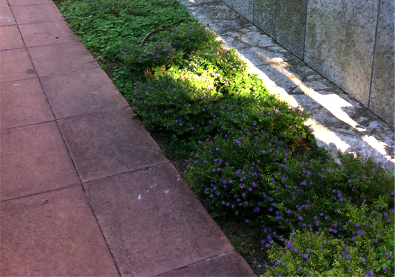 //Cliente: Particular<br/>
                                                                                    //Ano: 2010<br/>
                                                                                    //Local: Caxias, Oeiras<br/>
                                                                                    //Arqui.Paisagista: Substrato